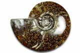 Polished Ammonite (Cleoniceras) Fossil - Madagascar #369610-1